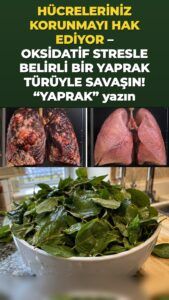 Moringa yaprağı hissedebileceğiniz bir hücresel savunma dalgası başlatıyor