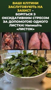 Листя моринги запускає відчутний сплеск клітинного захисту